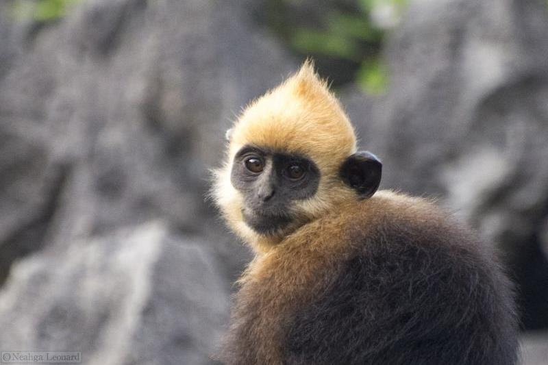 save-the-langur