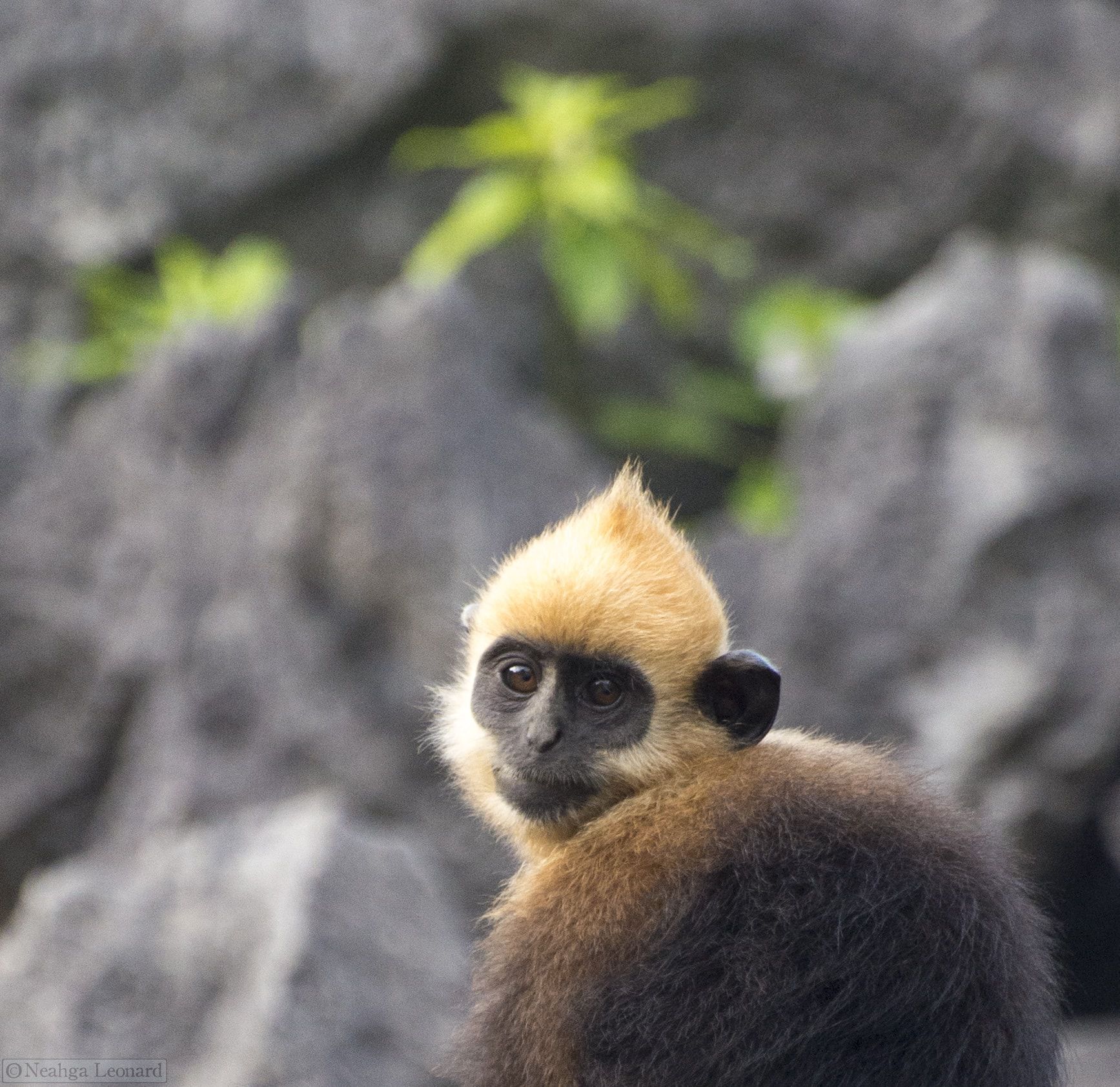 Cat Ba Langur Conservation Campaign