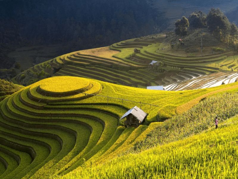 Nam Cang sapa