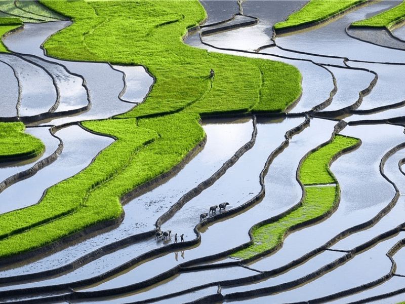 Nam Cang sapa